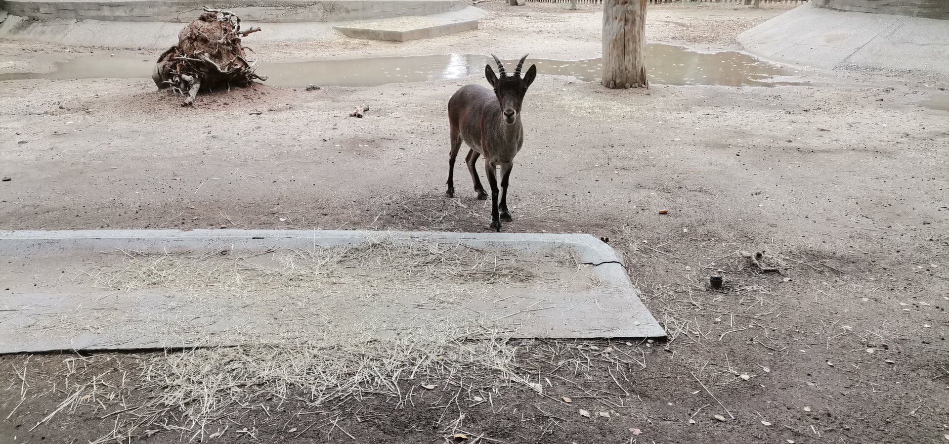 South-eastern Spanish Ibex
