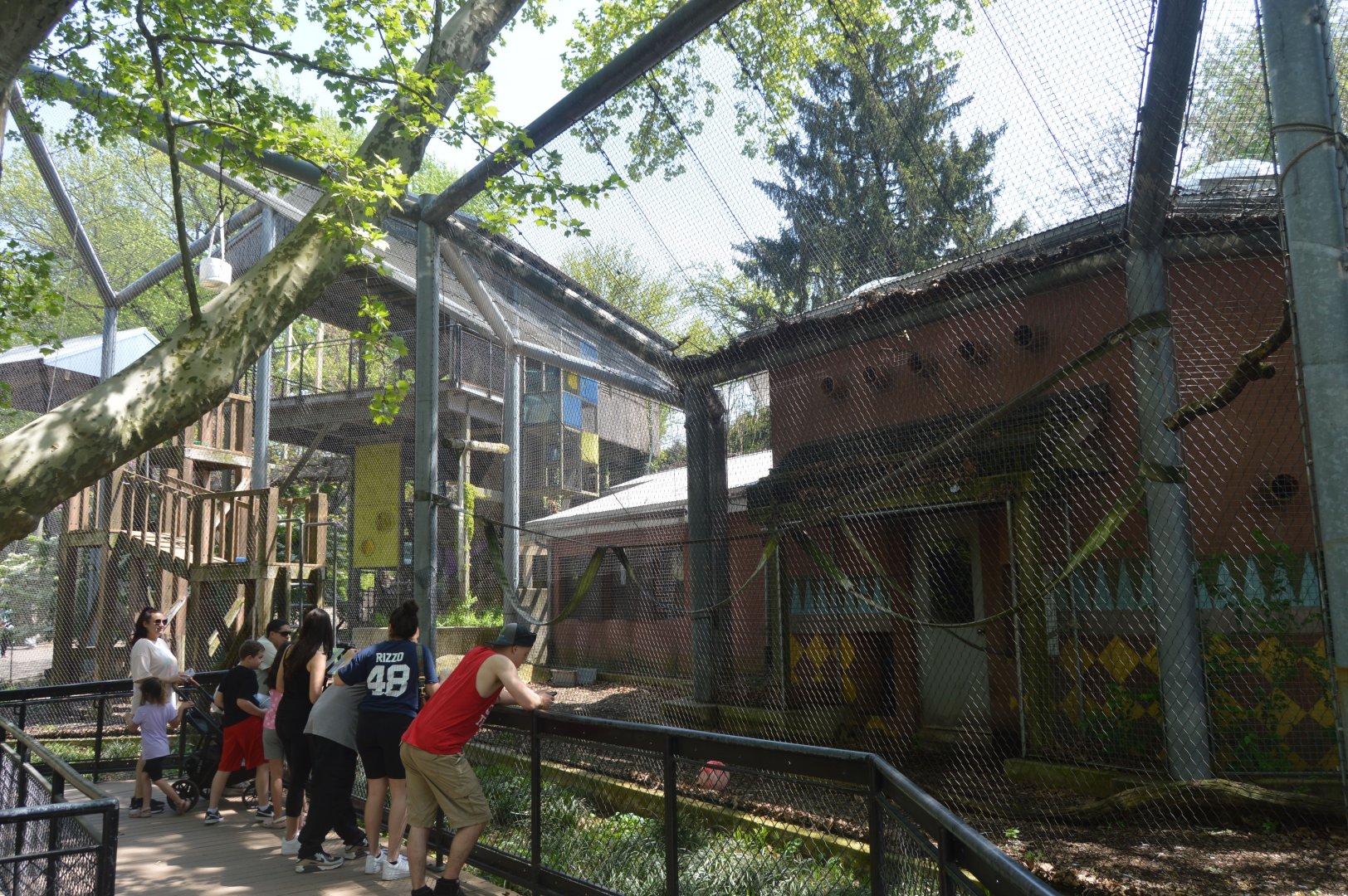 South End Exhibits - Colombian Spider Monkey (Ateles fusciceps rufiventris) Exhibit