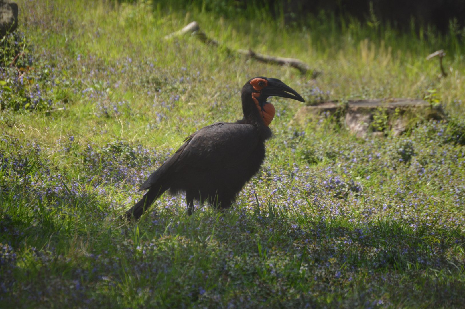 South End Exhibits - Southern Ground-Hornbill (Bucorvus leadbeateri)