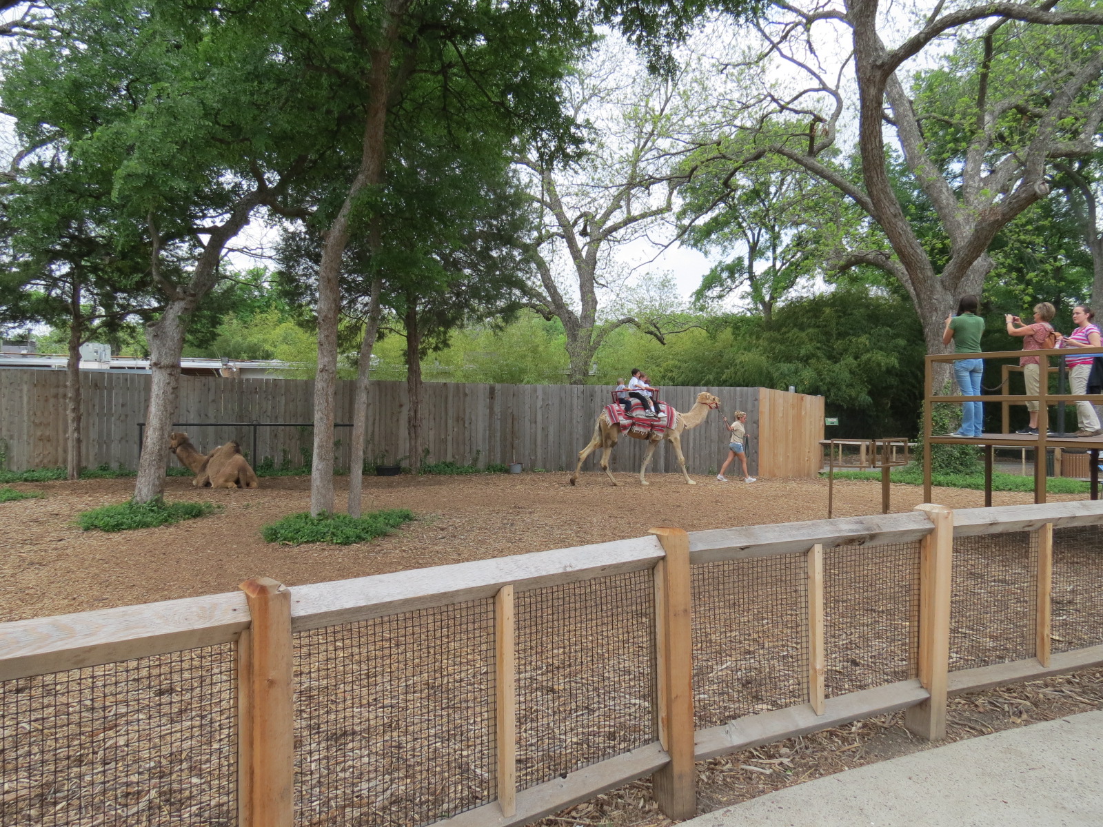 South Entrance - Camel Ride