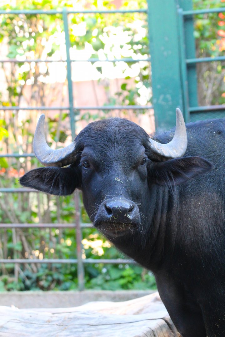 South European (Domestic) Water Buffalo- September 2024