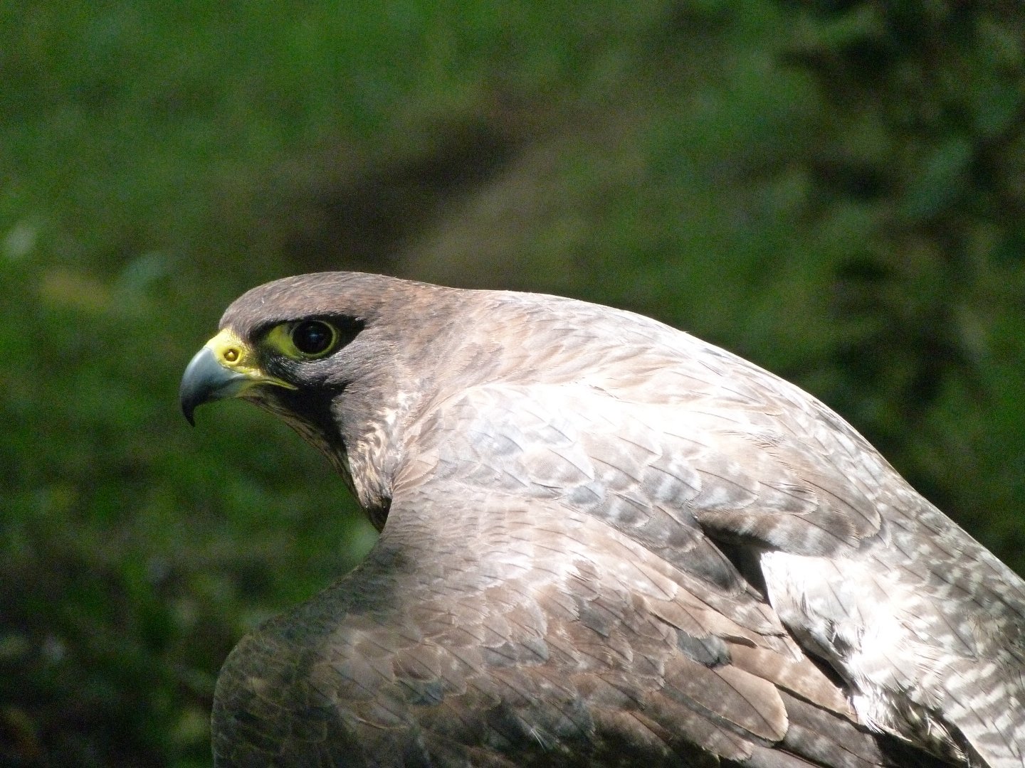 South European peregrine falcon -Parque de la Naturaleza de Cabárceno (2025)