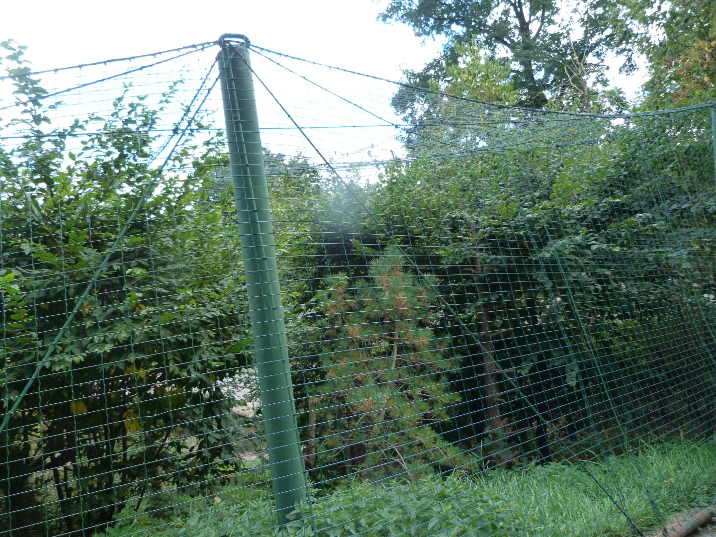 South European ural owl exhibit -Zoo Plzeň (2025)
