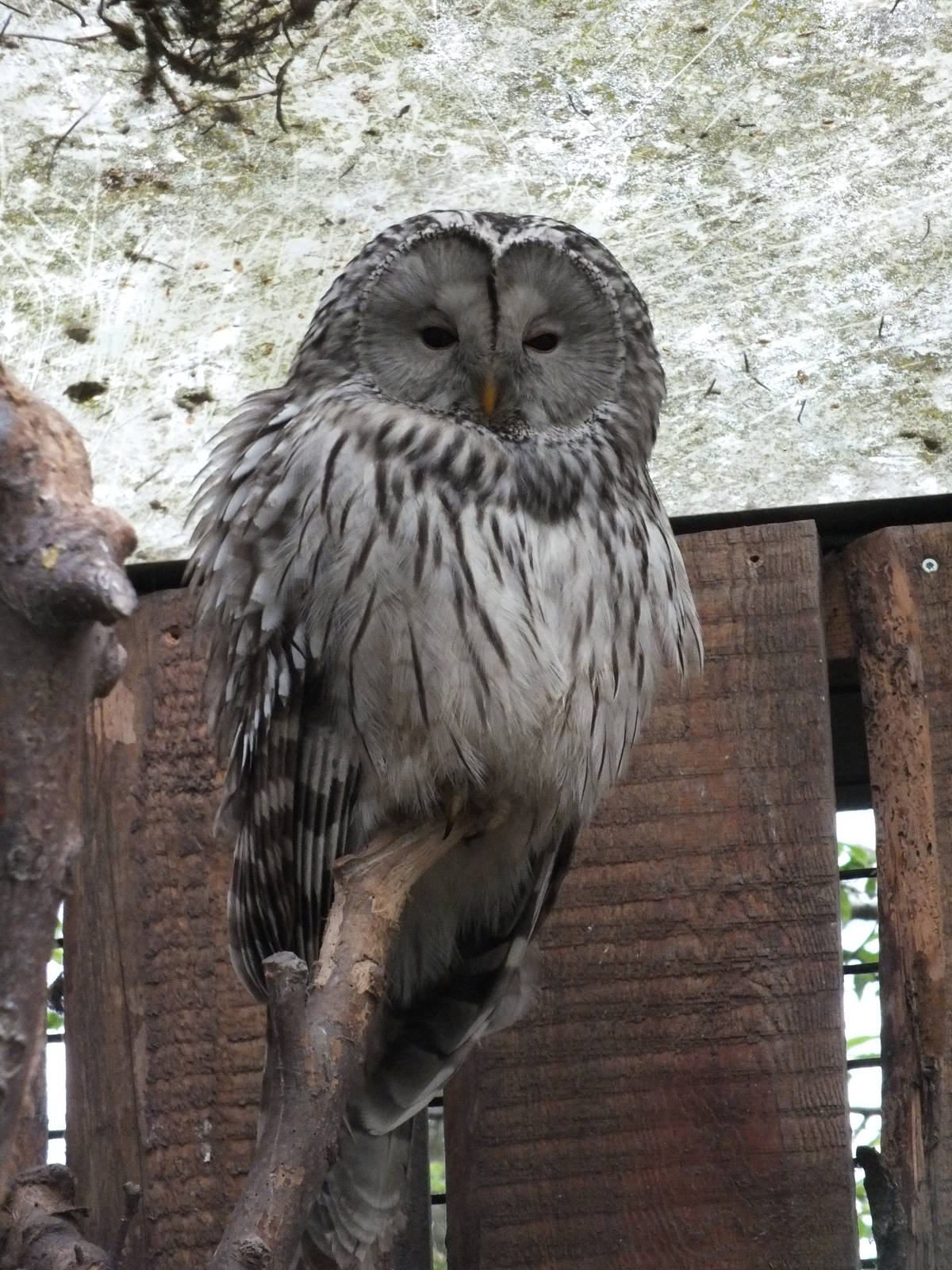 South European Ural Owl (Strix uralensis macroura) at Zoologischer Garten M