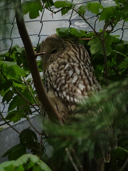 South European ural owl (Strix uralensis macroura)