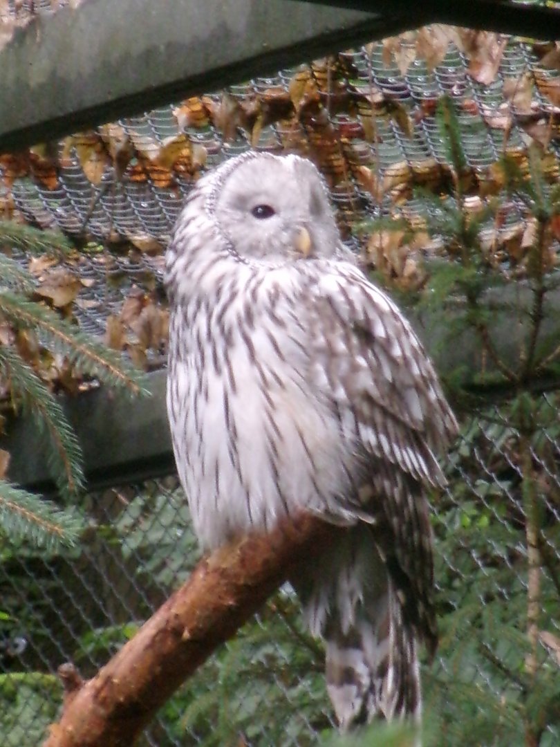 South European ural owl