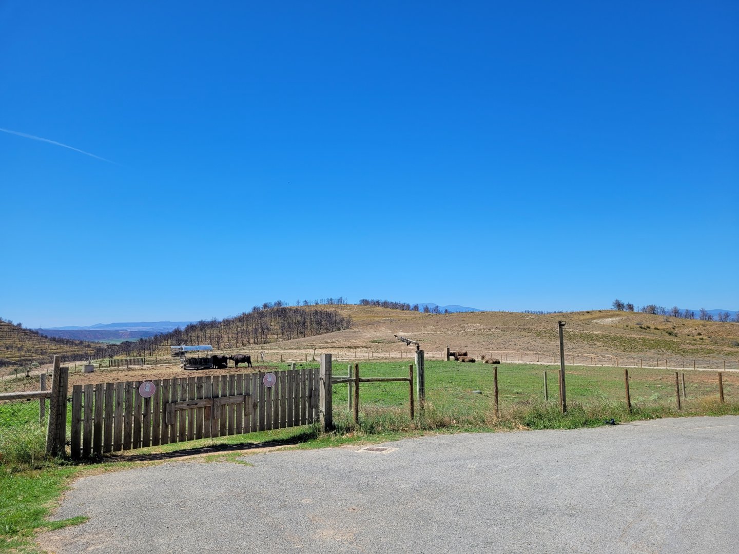 South-European water buffalo and Highland cattle exhibit -Sendaviva (2024)