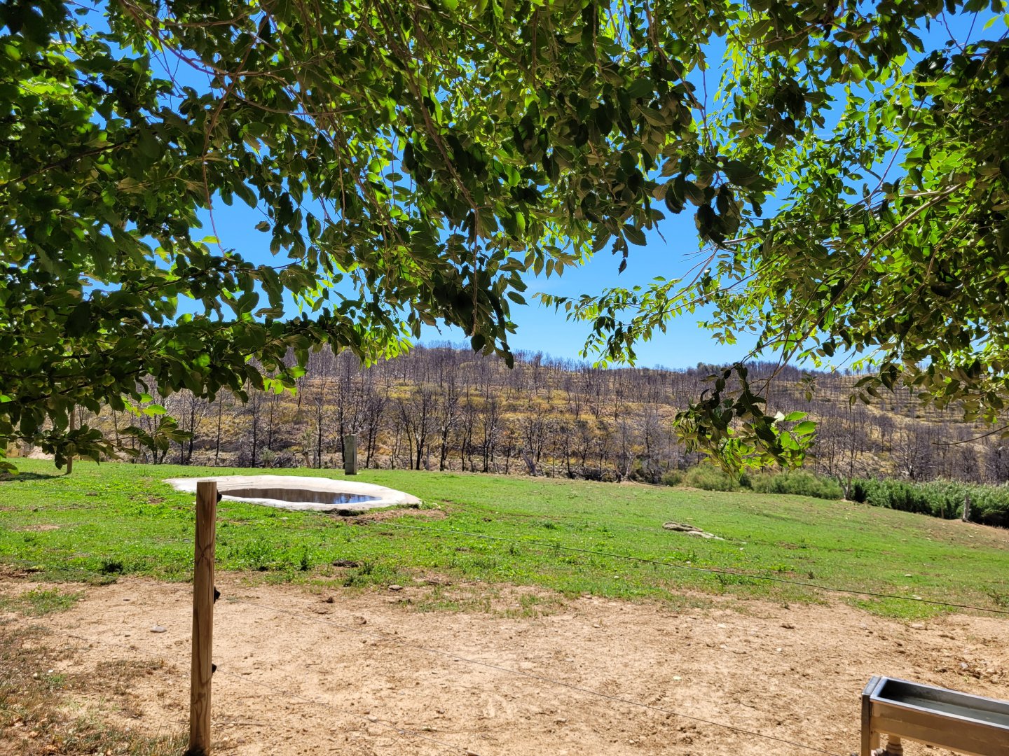 South-European water buffalo and Highland cattle exhibit -Sendaviva (2024)