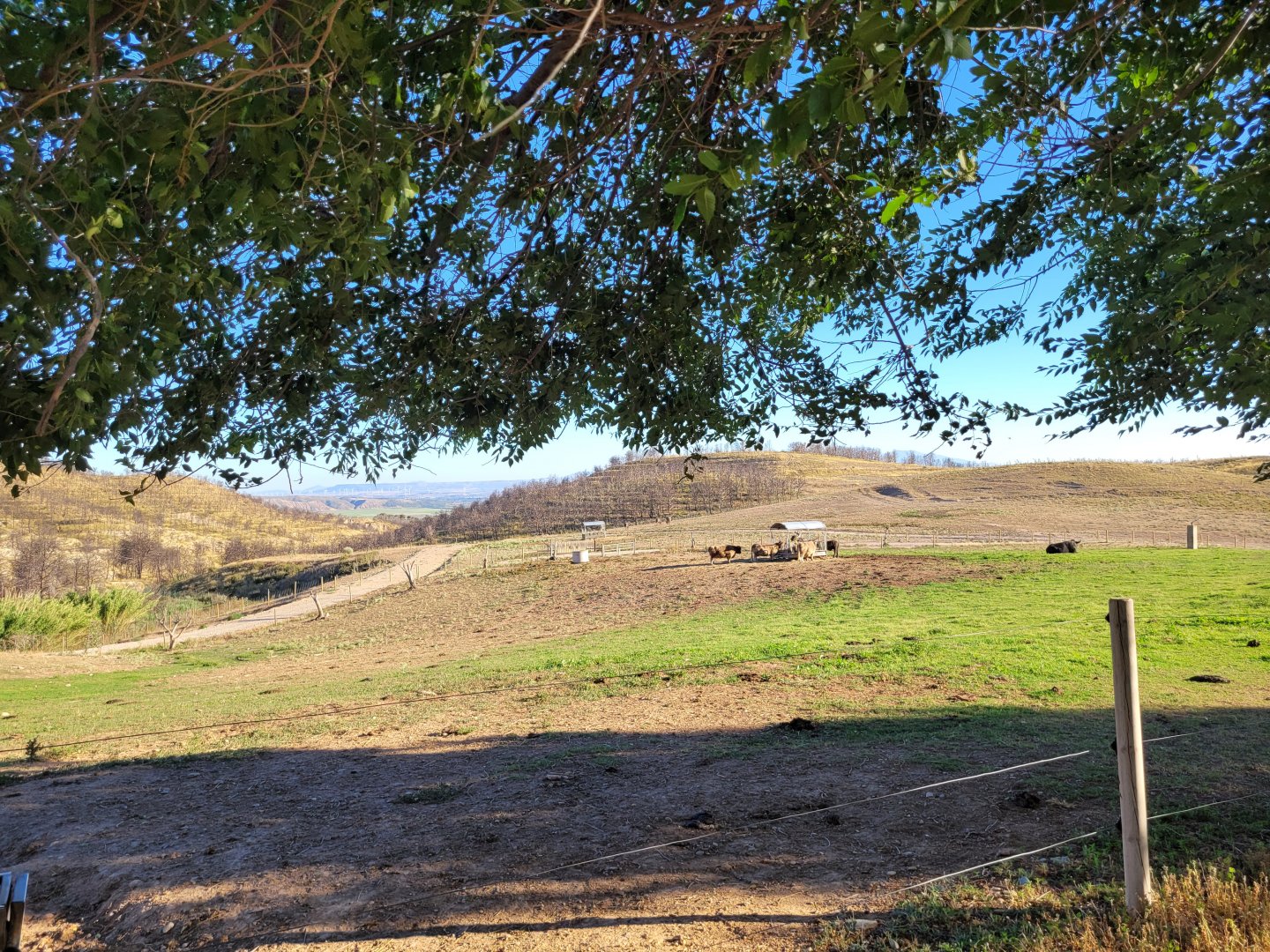 South-European water buffalo and Highland cattle exhibit -Sendaviva (2024)