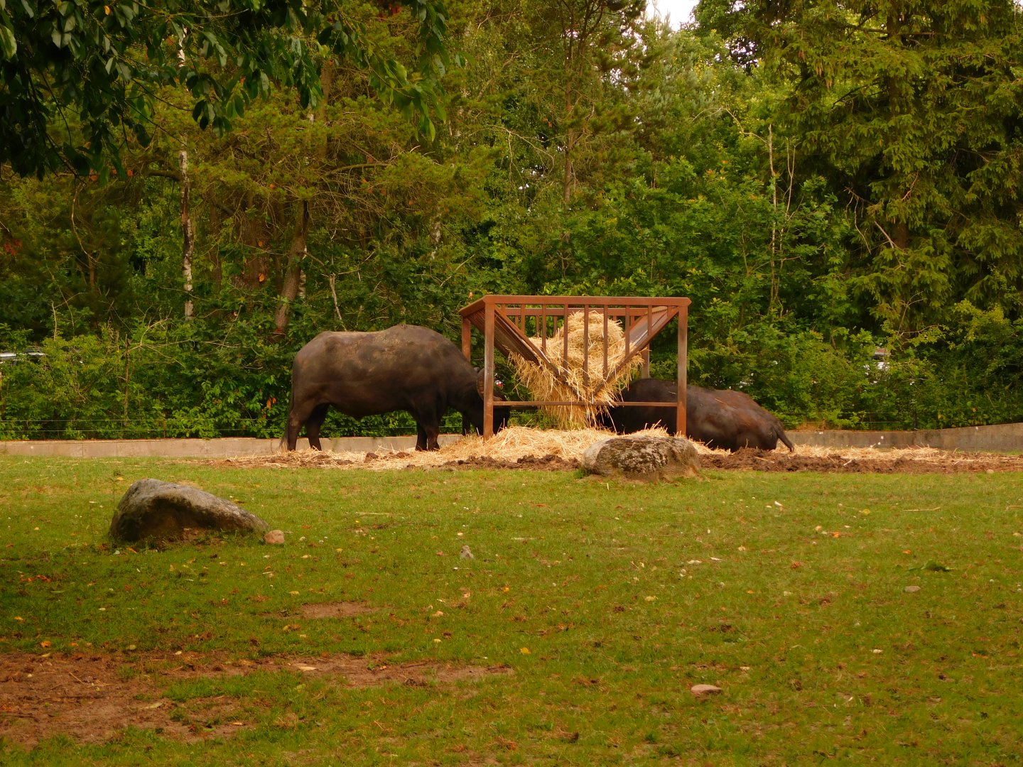 South-European Water Buffalo (Bubalus arnee f. bubalis)