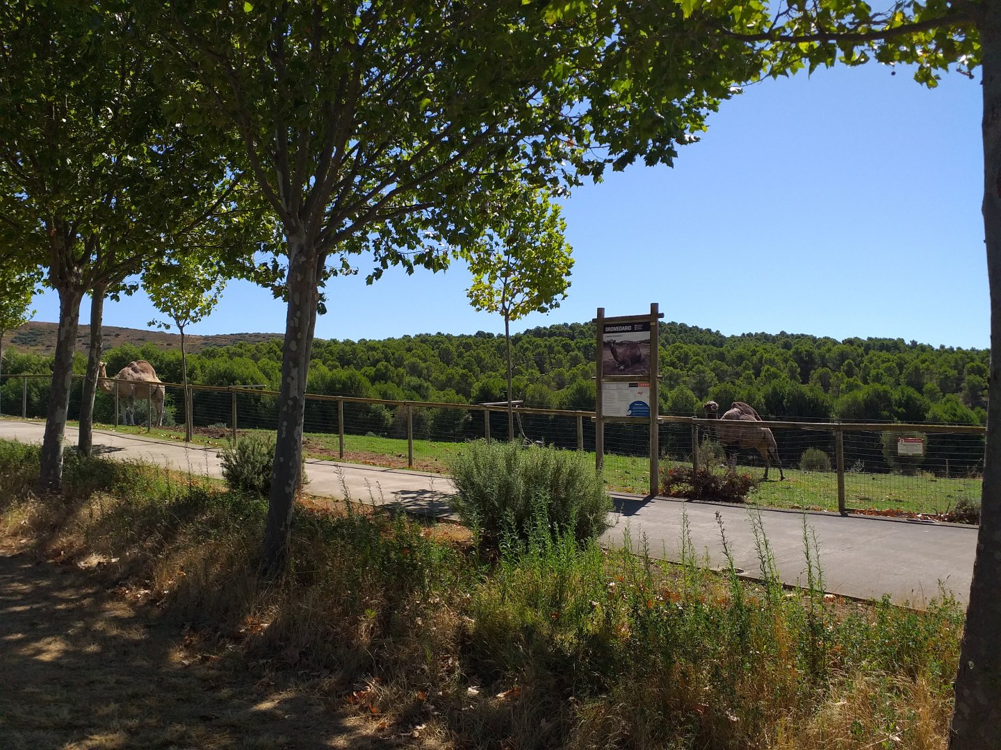 South-european water buffalo, Dromedary camel and Scottish highland cattle paddock  -Sendaviva (2020)