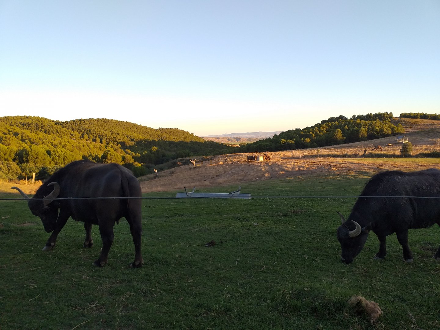 South-european water buffalo, Dromedary camel and Scottish highland cattle paddock  -Sendaviva (2020)