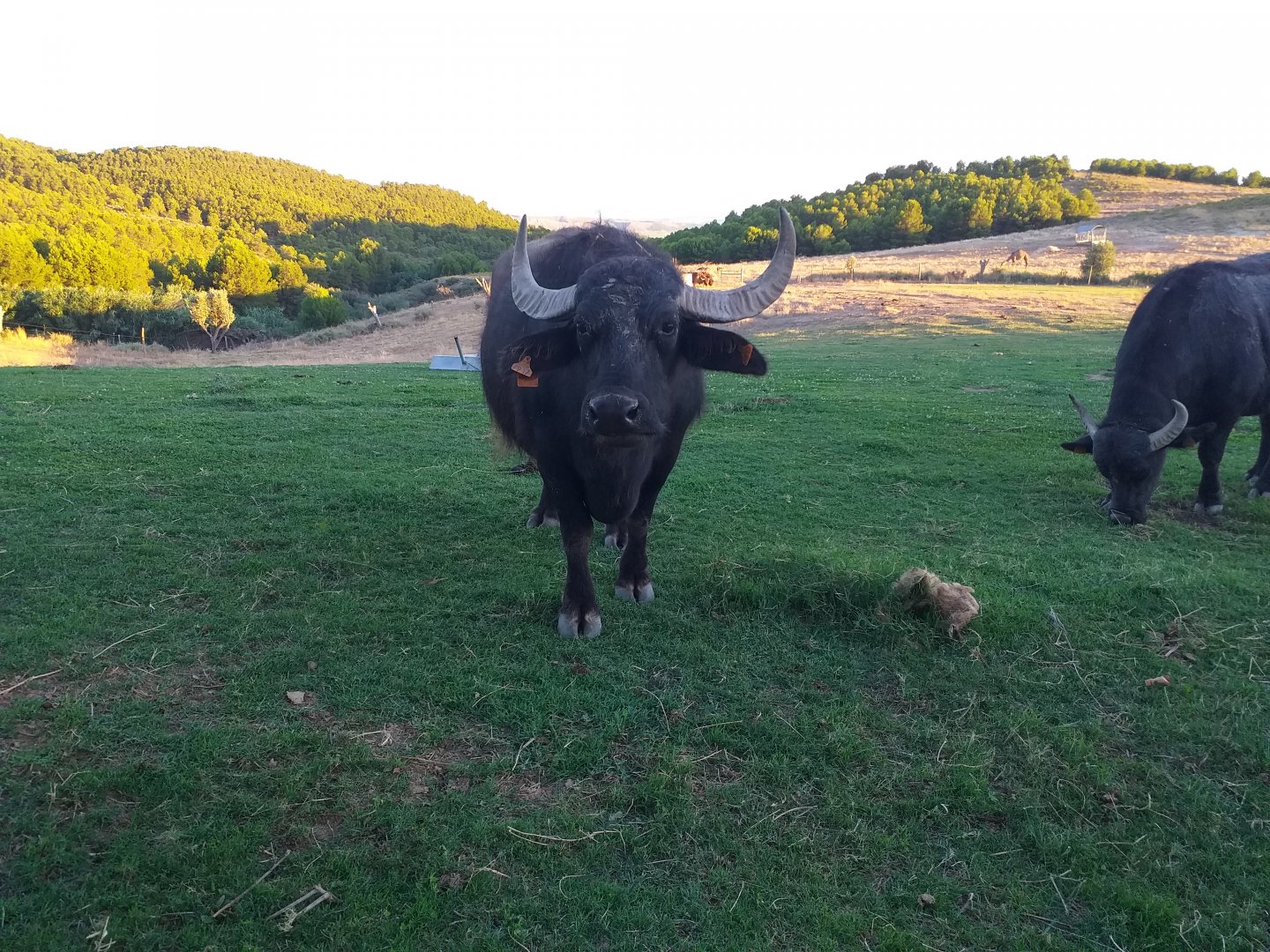 South-european water buffalo, Dromedary camel and Scottish highland cattle paddock  -Sendaviva (2020)