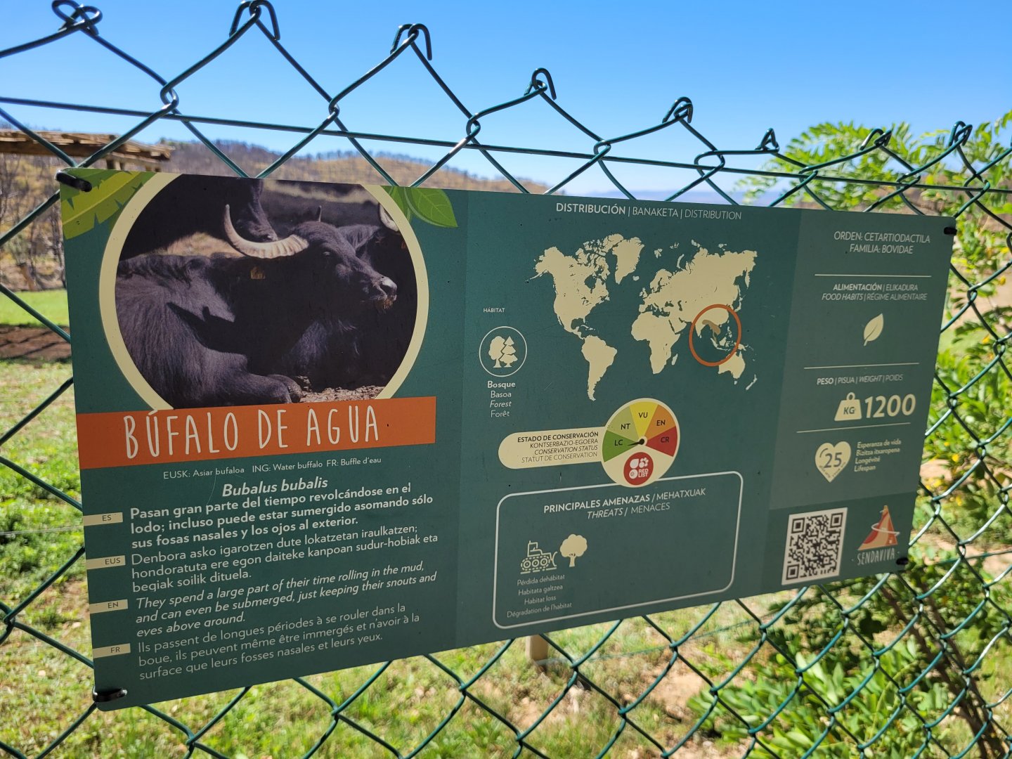 South-European water buffalo sign -Sendaviva (2024)