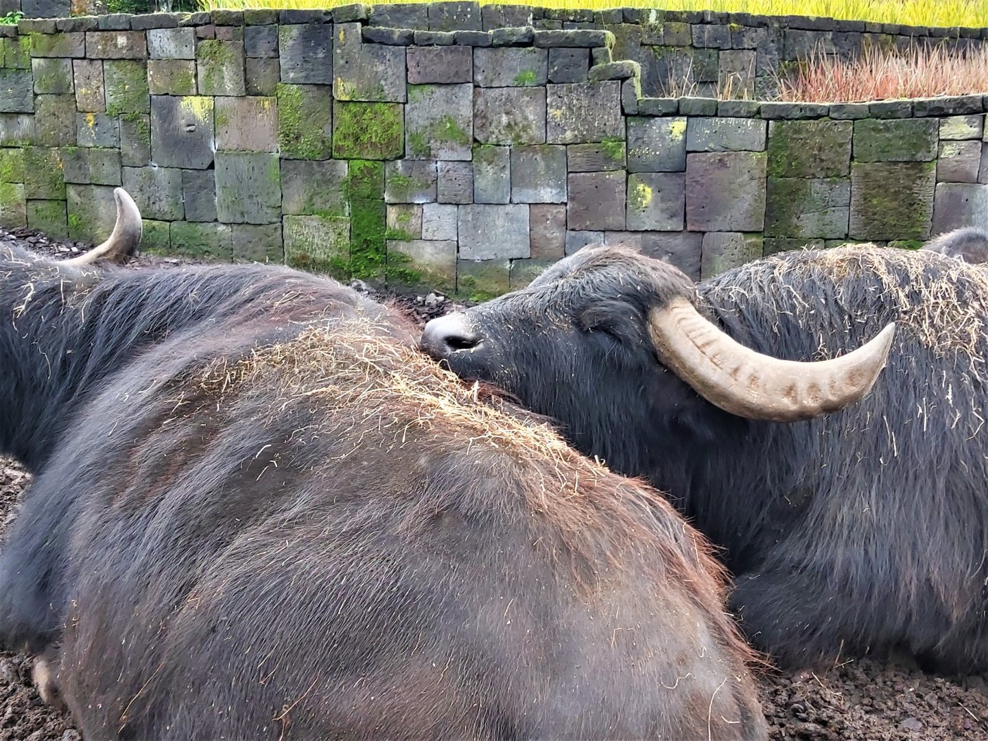 South European water buffalos