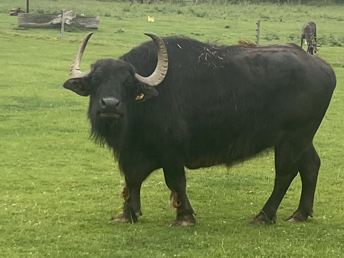 South European waterbuffalo 240721