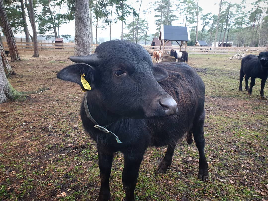 South European waterbuffalo (Bubalus arnee f. bubalis)