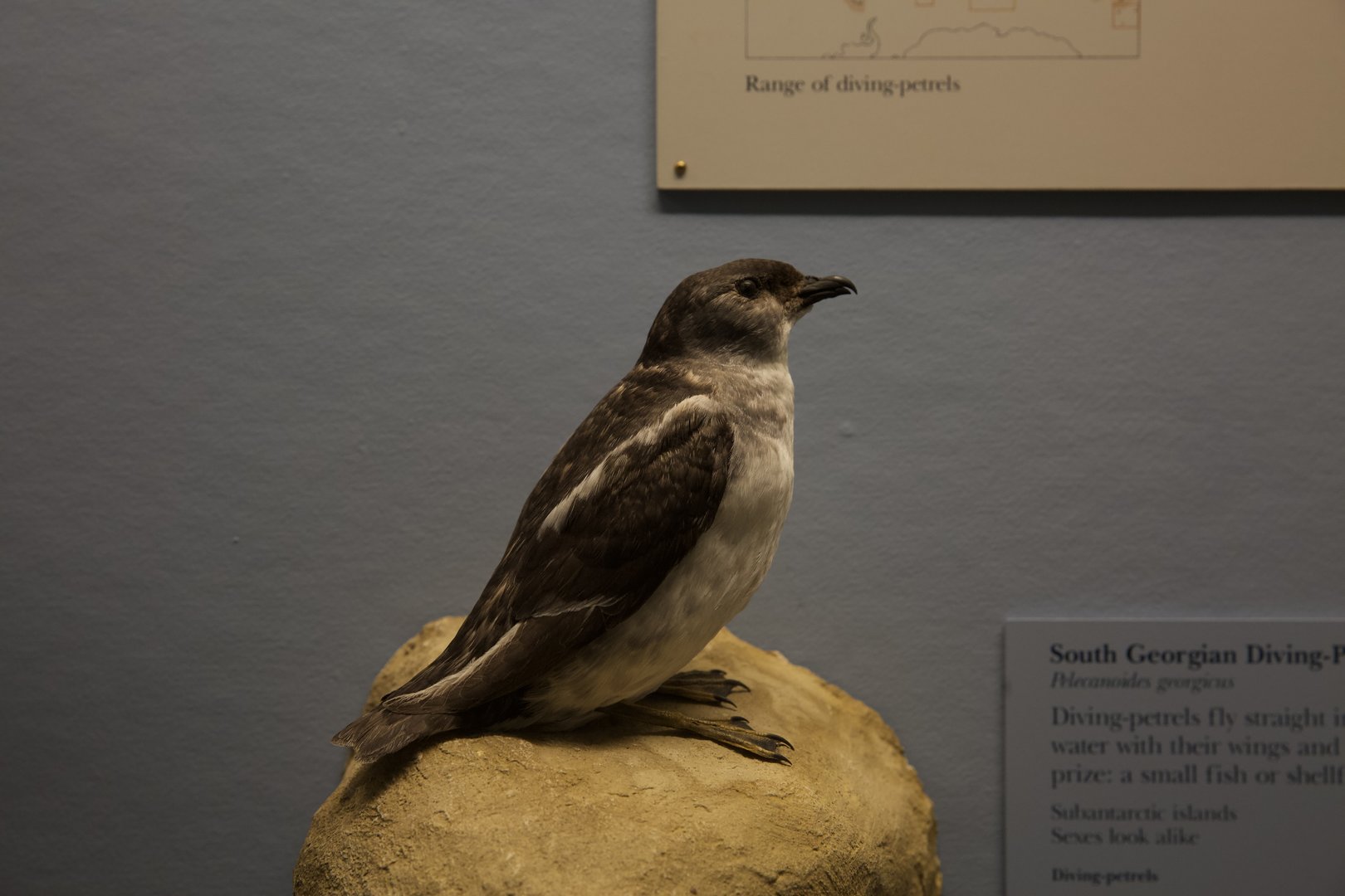South Georgia Diving Petrel/ Pelecanoides georgicus