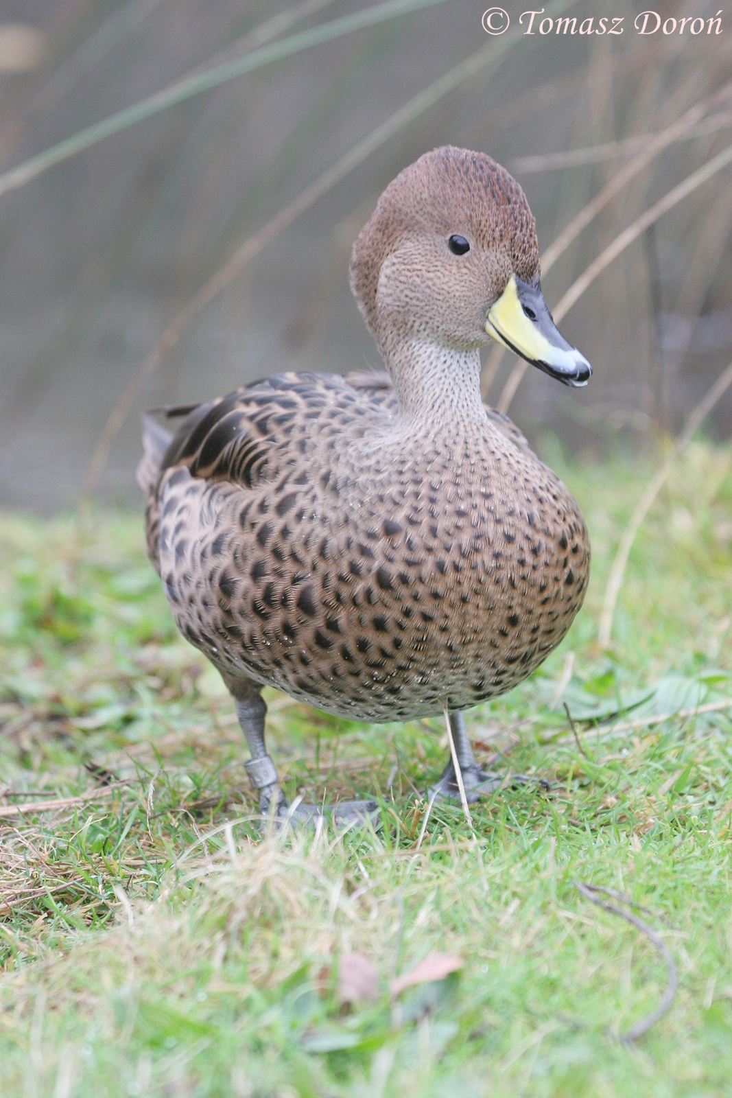 South Georgia Pintail (Anas georgica georgica), November 2008