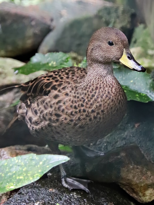 South Georgia pintail (Anas georgica georgica)