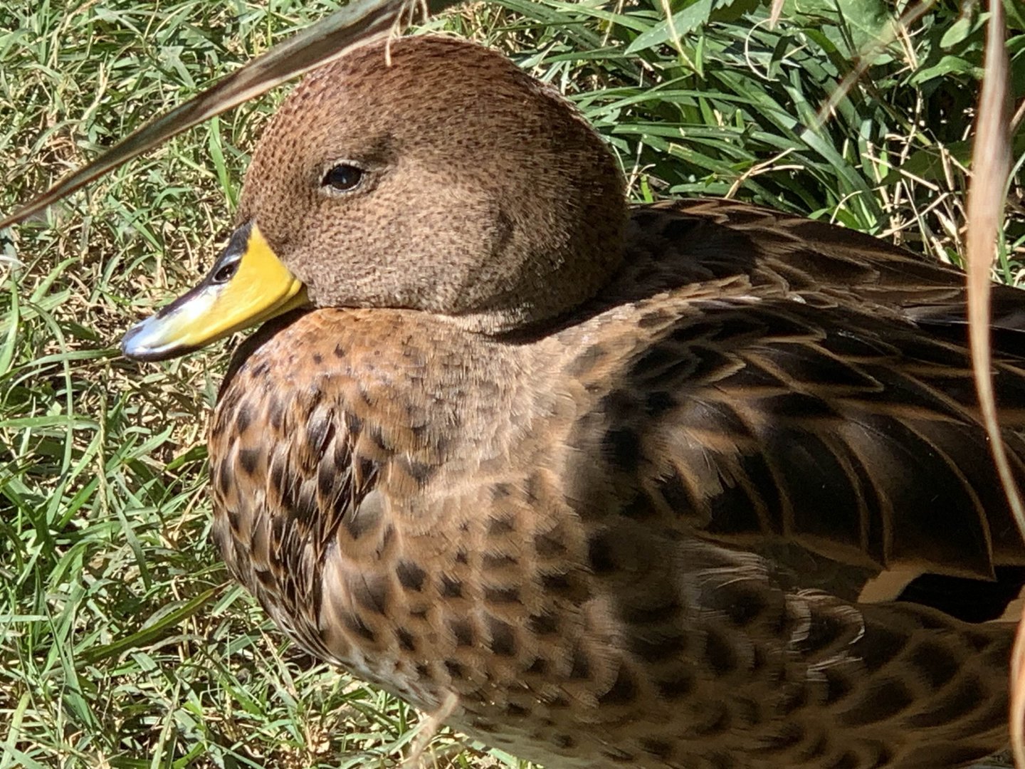South Georgia Pintail (Anas georgica georgica)