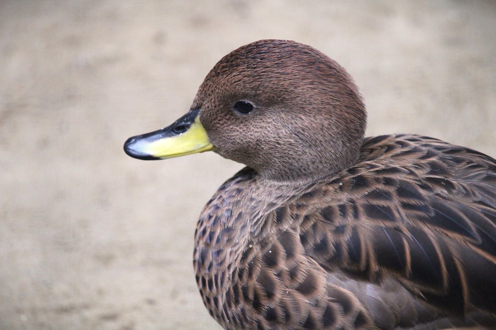 South Georgia Pintail