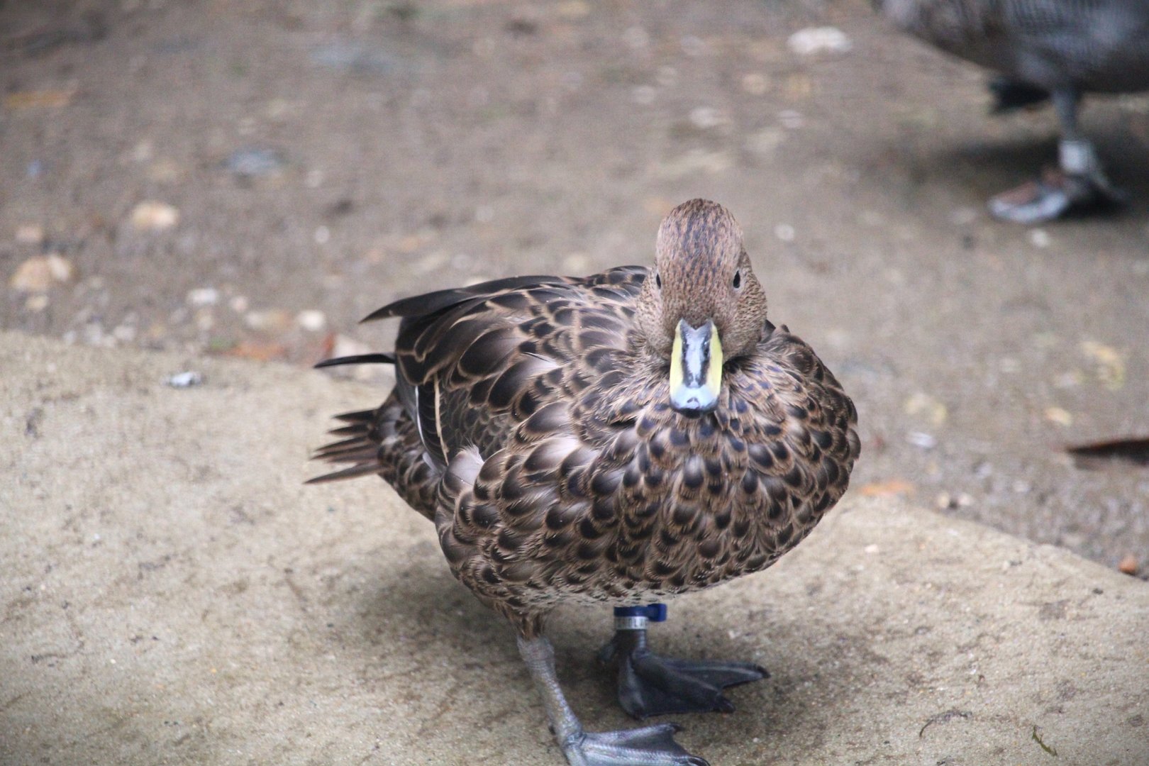 South Georgia Pintail