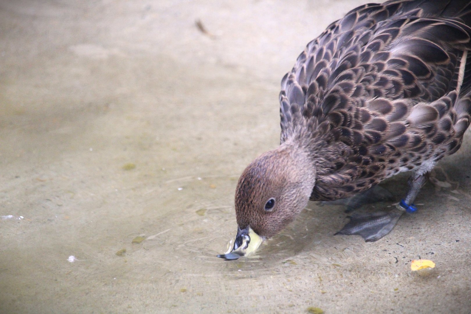 South Georgia Pintail