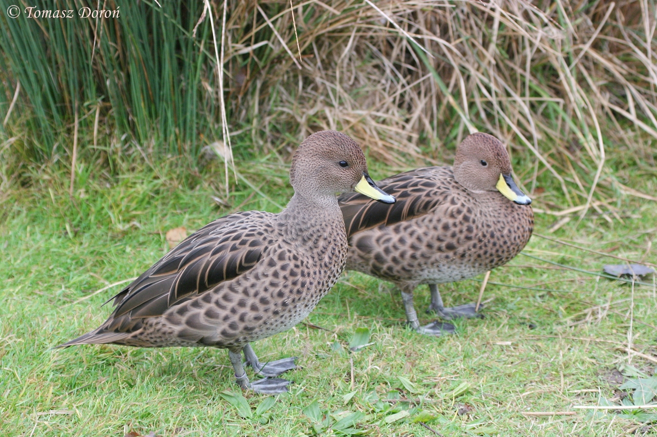 South Georgia Pintails (Anas georgica georgica), November 2008