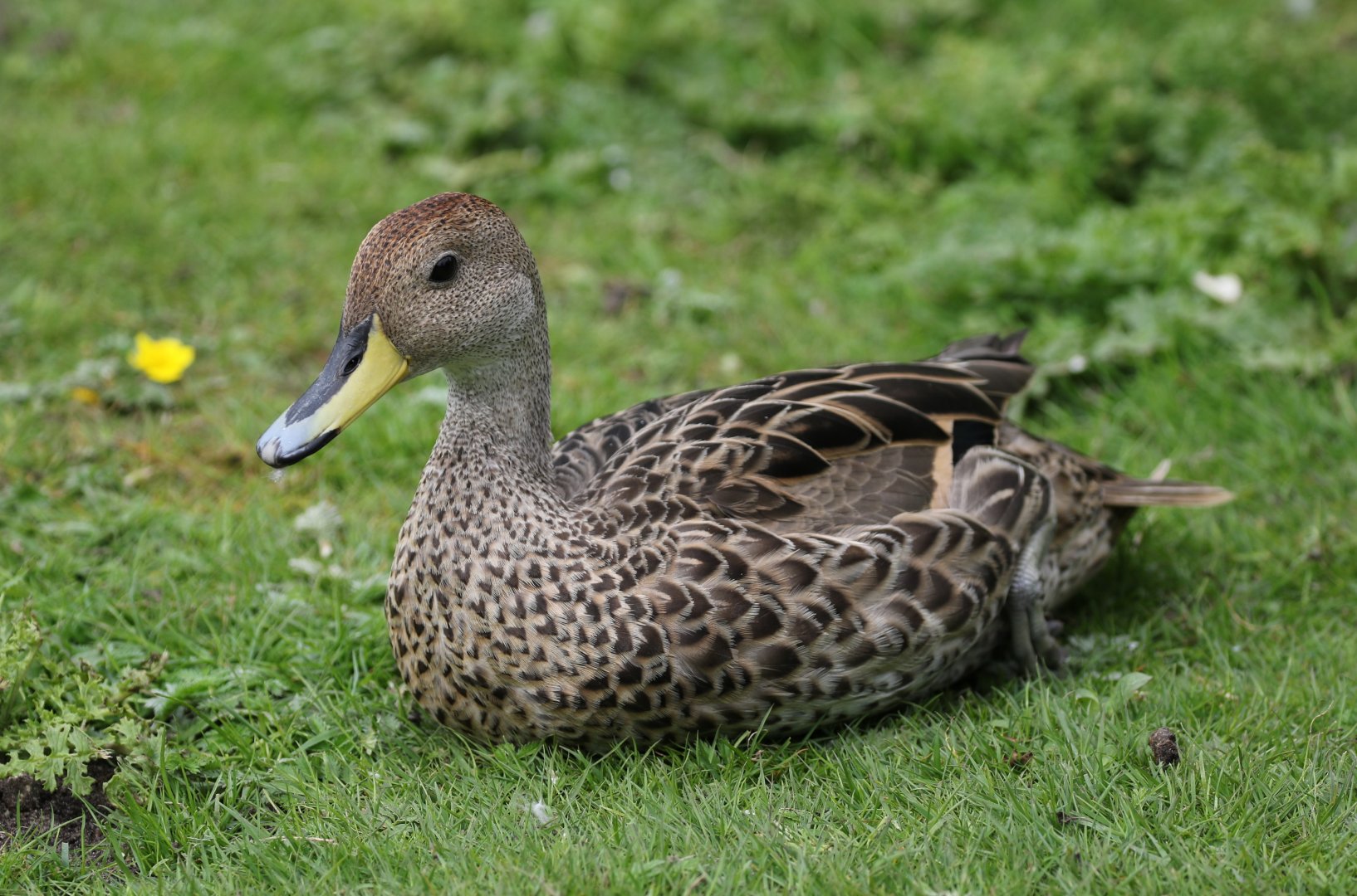 South Georgian Pintail
