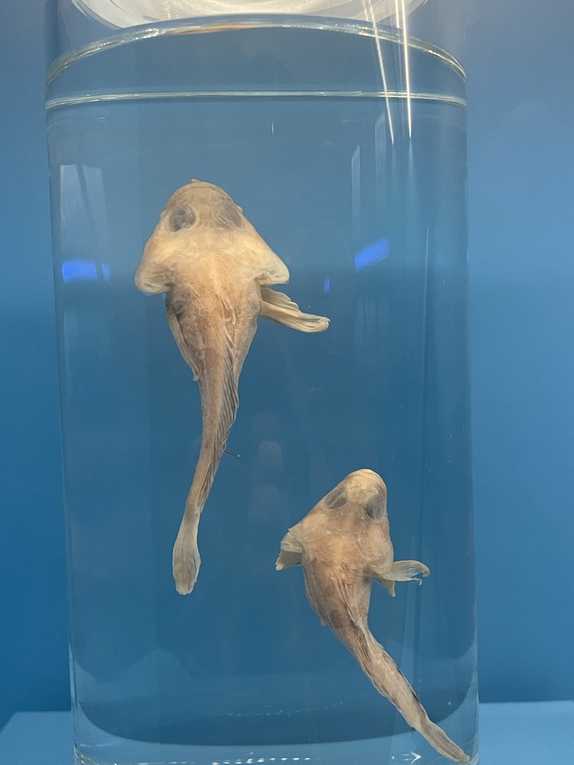 South Georgian Plunderfish