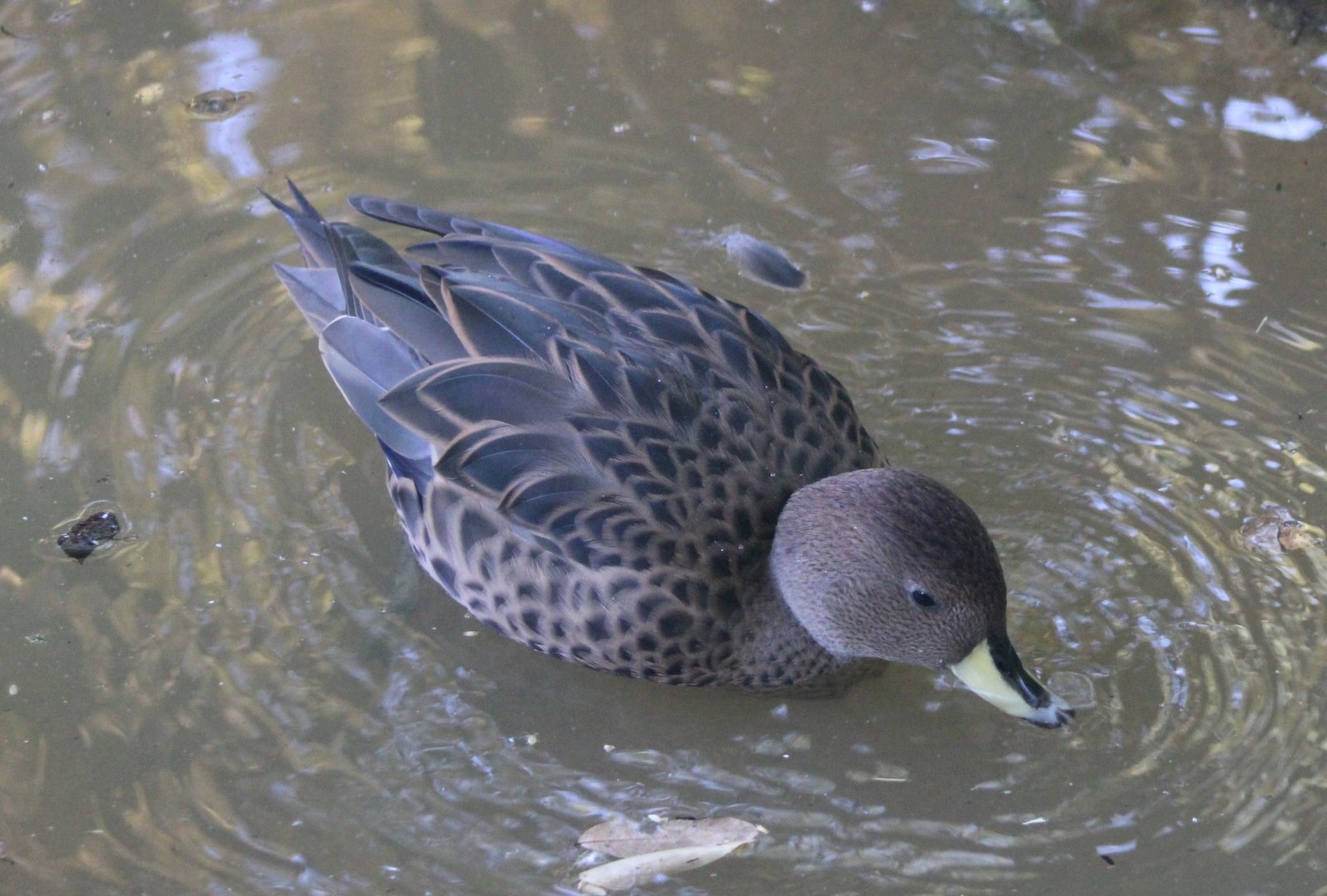 South Georgian teal