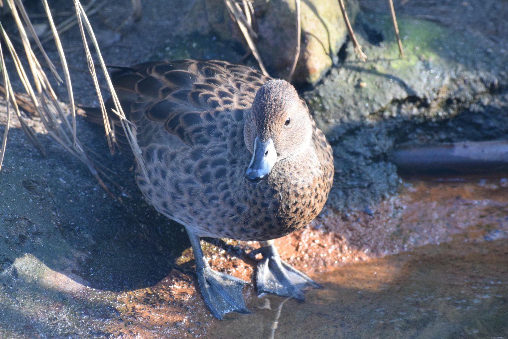 South Georgian teal