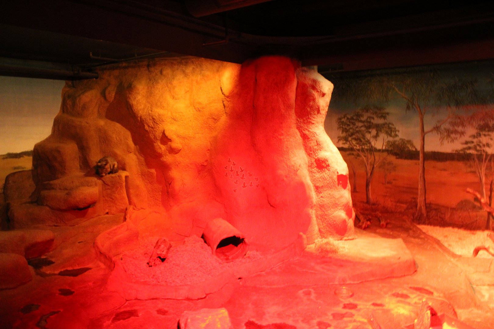 South Hairy-nosed Wombat Exhibit - Australia House