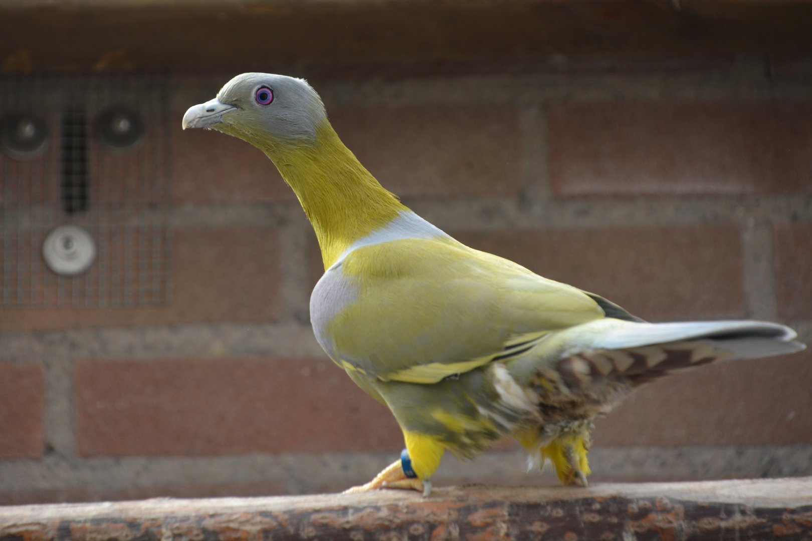 South-Indian yellow-footed green pigeon (Treron phoenicopterus chlorigaster)