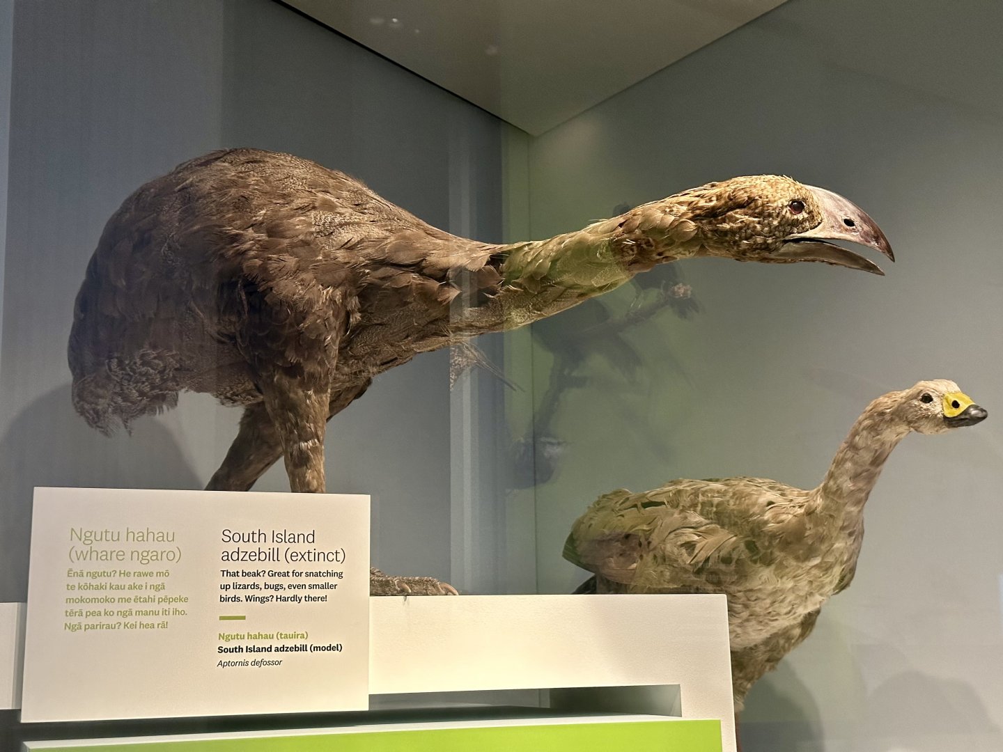 South Island Adzebill (Adult) - Model