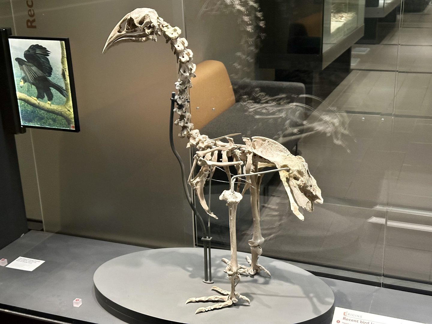 South Island adzebill (Skeleton)