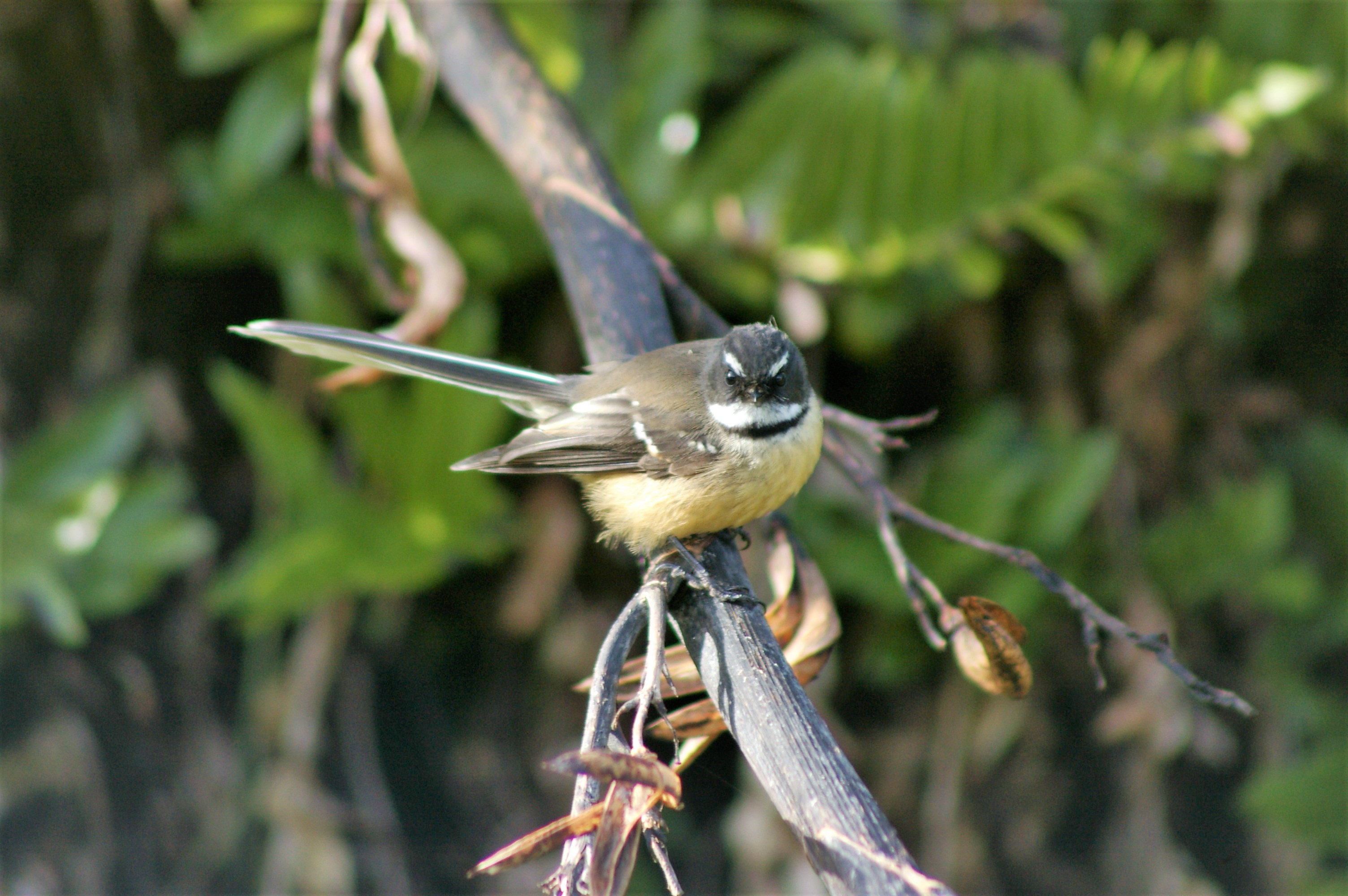South Island Fantail (Rhipidura fuliginosa fuliginosa)