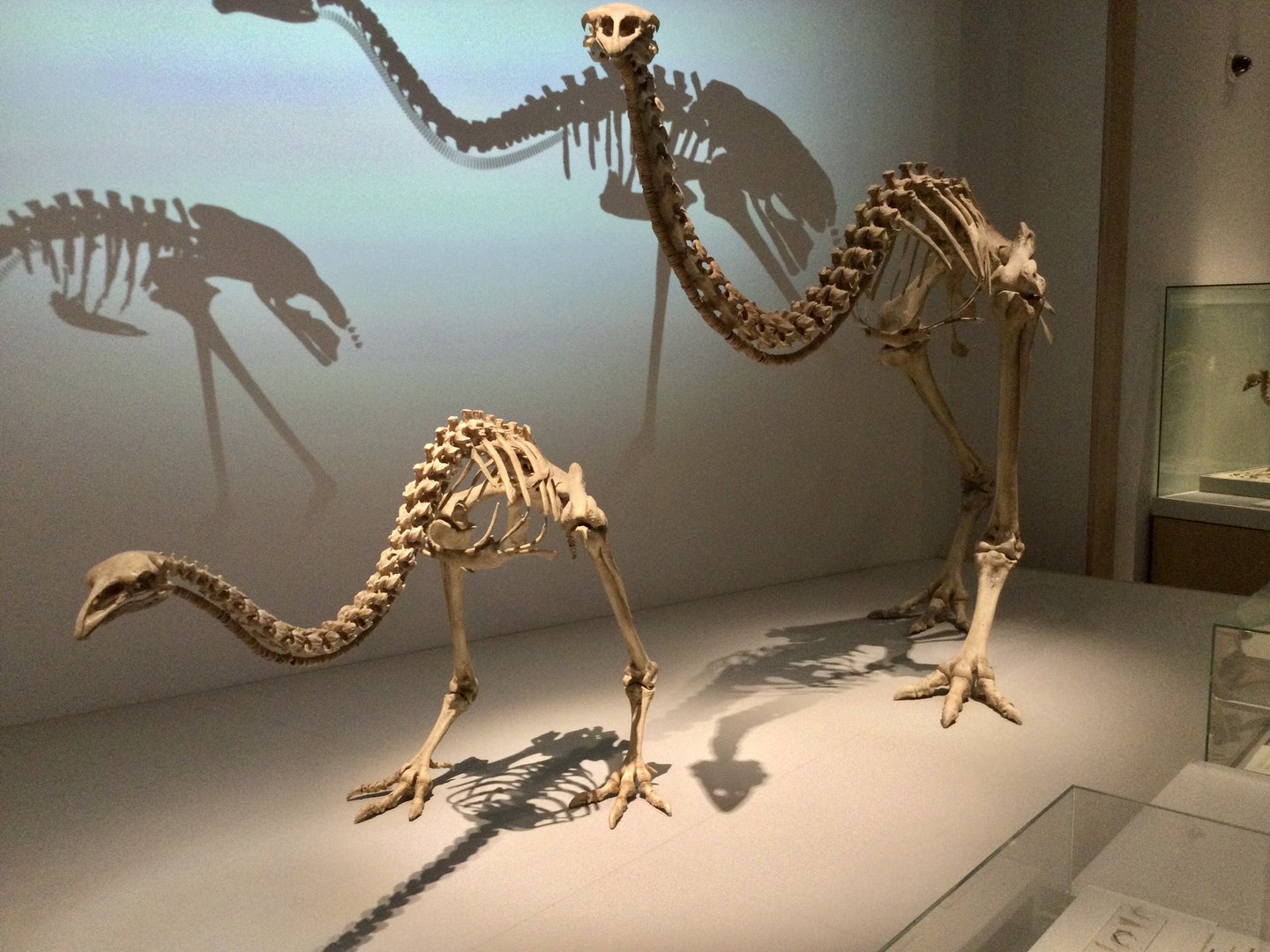South Island giant moa (Dinornis robustus) skeletons, Te Papa Museum