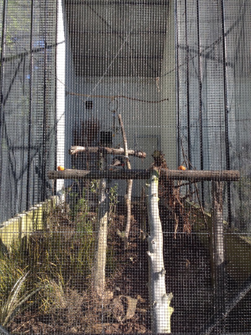 South Island Kaka exhibit