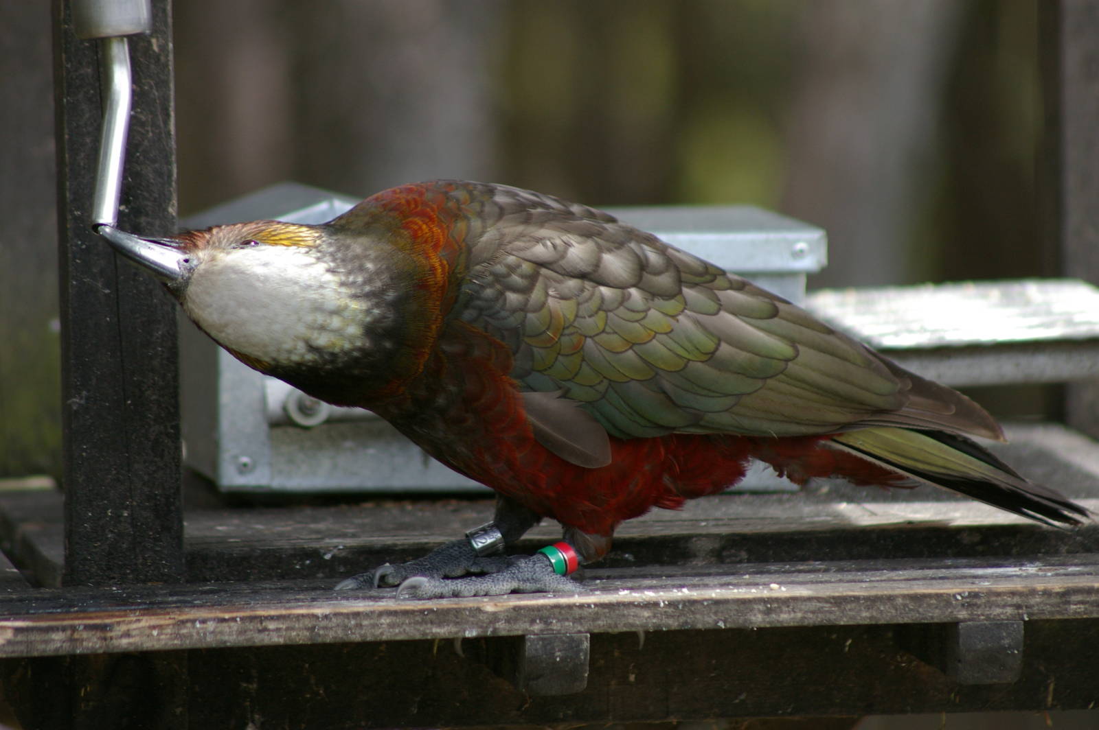 South Island kaka (Nestor meridionalis meridionalis)