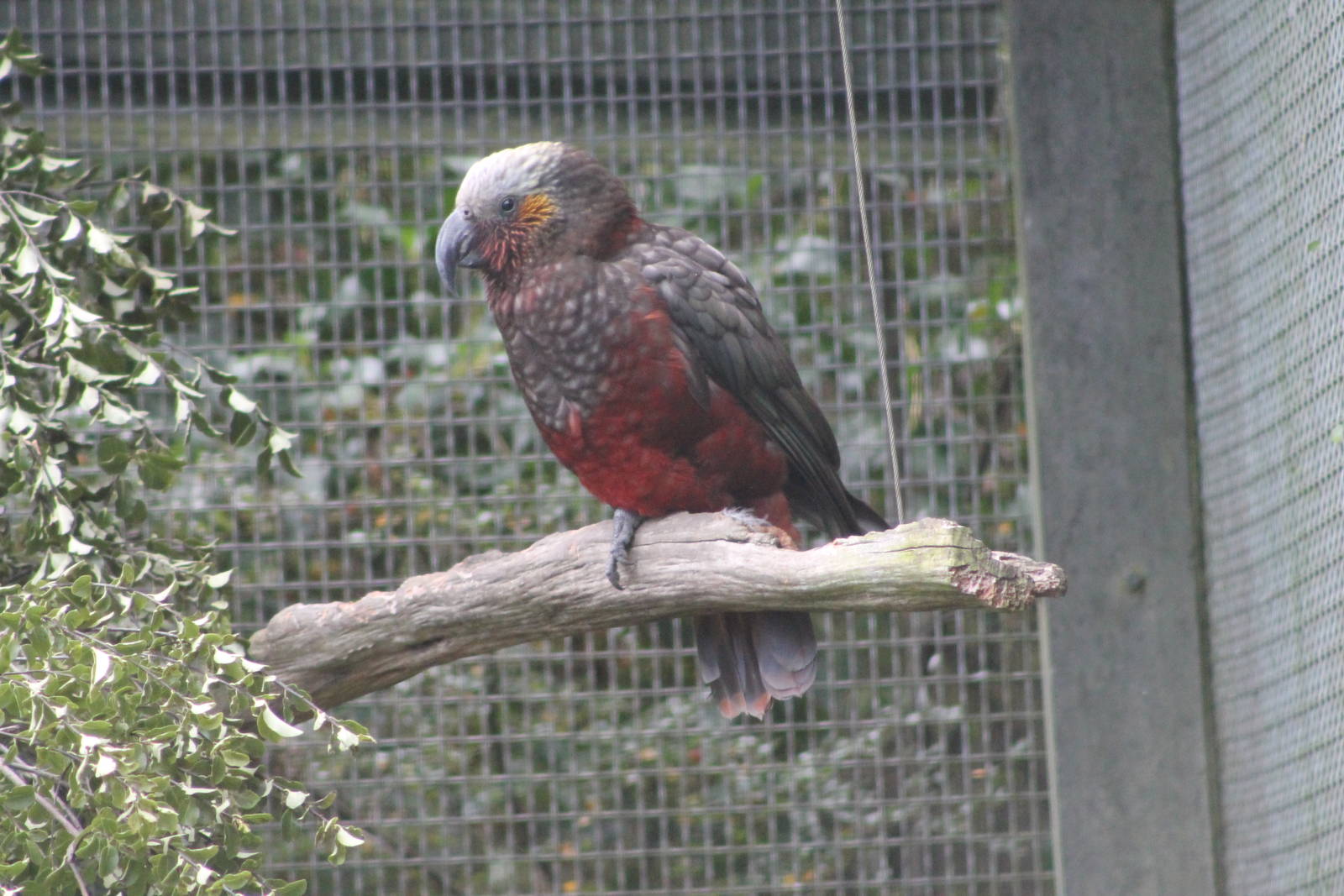 South Island Kaka (Nestor meridionalis meridionalis)