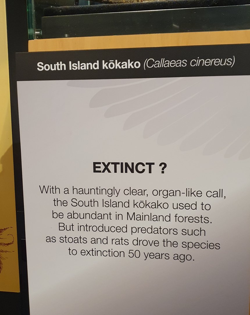 South Island Kōkako signage, Nelson Provincial Museum