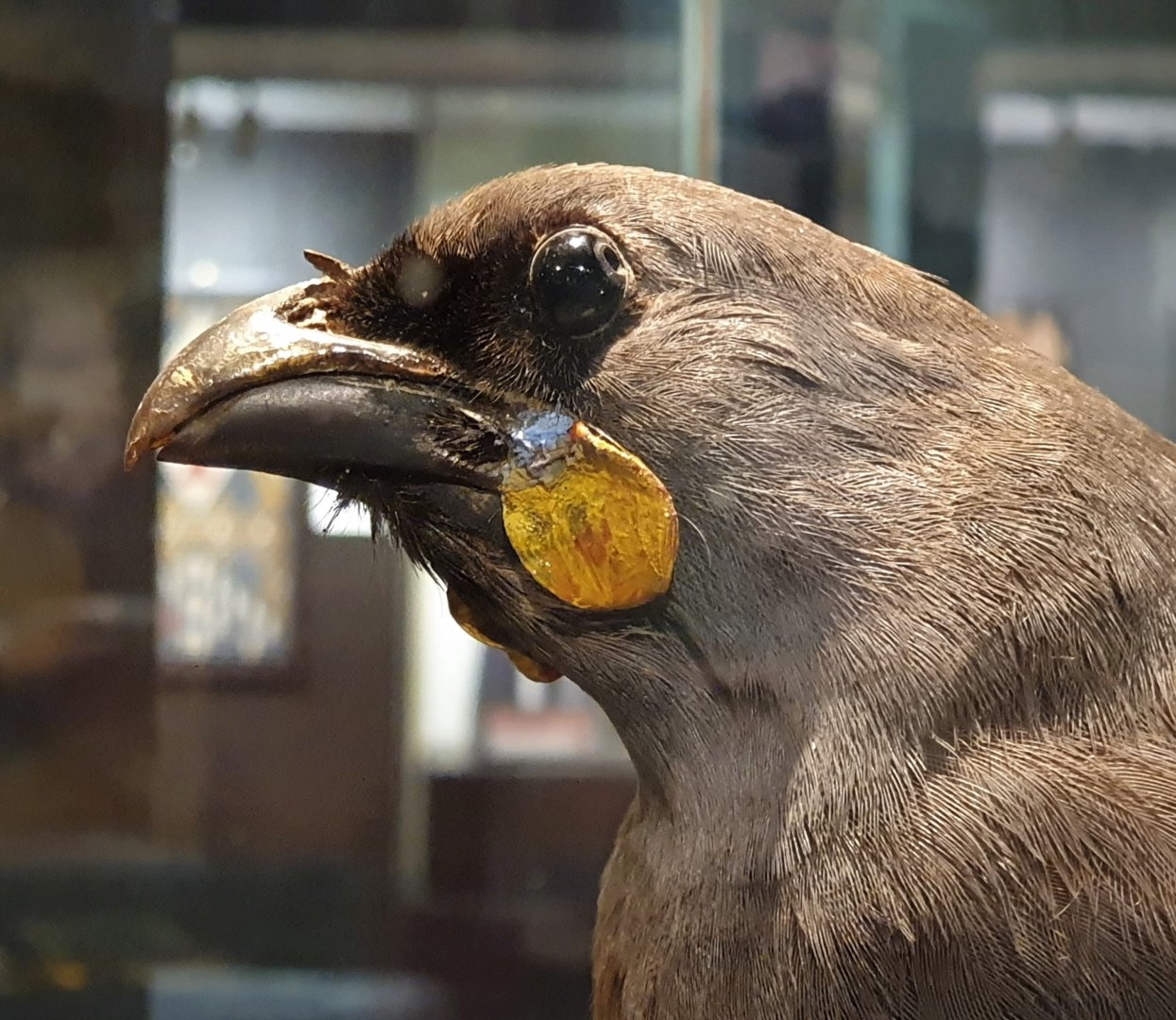 South Island Kōkako taxidermy head, Nelson Provincial Museum
