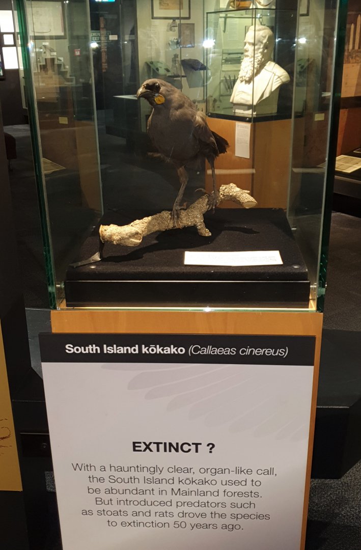 South Island Kōkako taxidermy, Nelson Provincial Museum