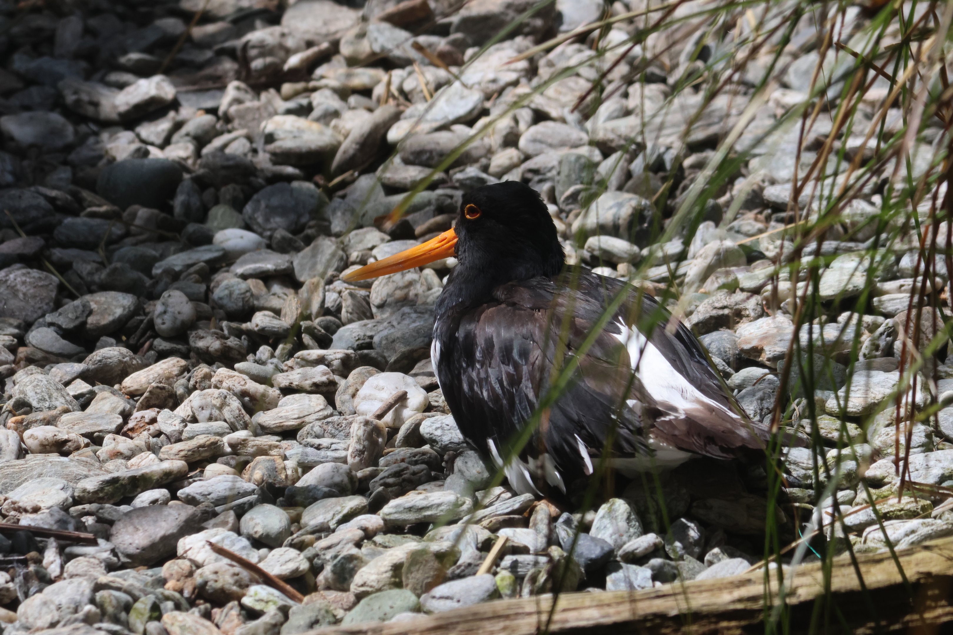 South Island Pied Oystercatcher (Haematopus finschi)