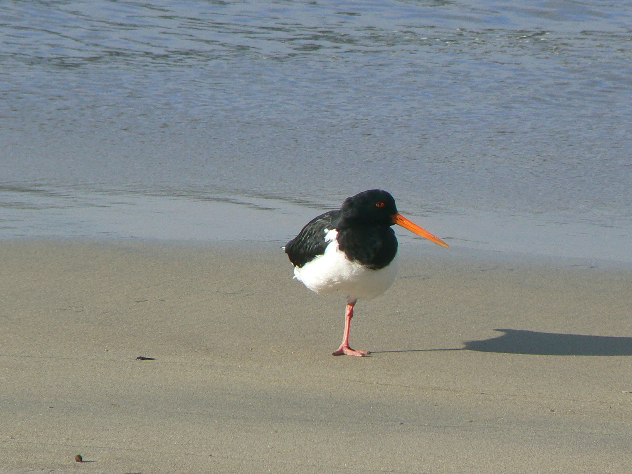 South Island Pied Oystercatcher, Stewart Island, 2010.