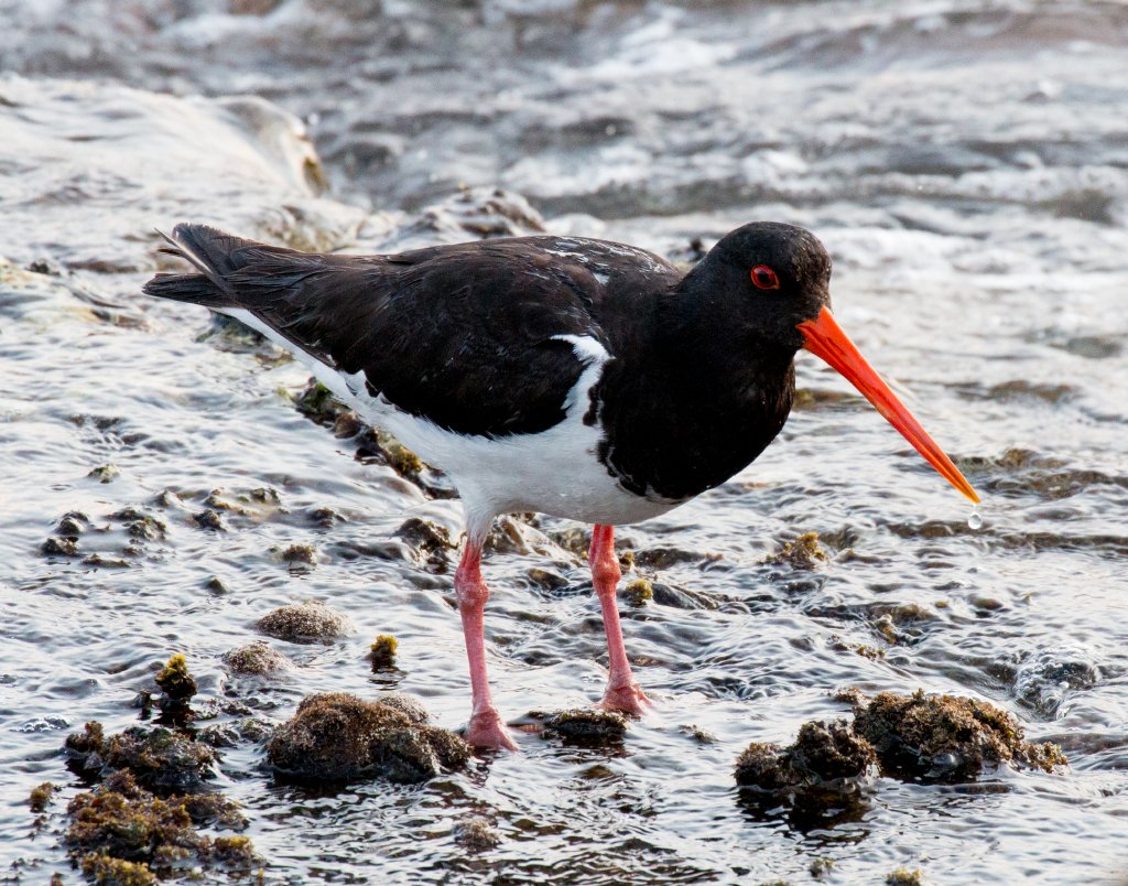 South Island Pied Oystercatcher