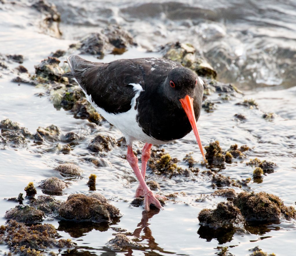 South Island Pied Oystercatcher