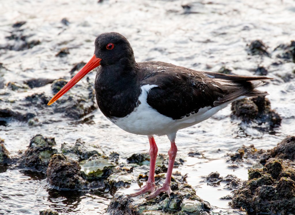 South Island Pied Oystercatcher